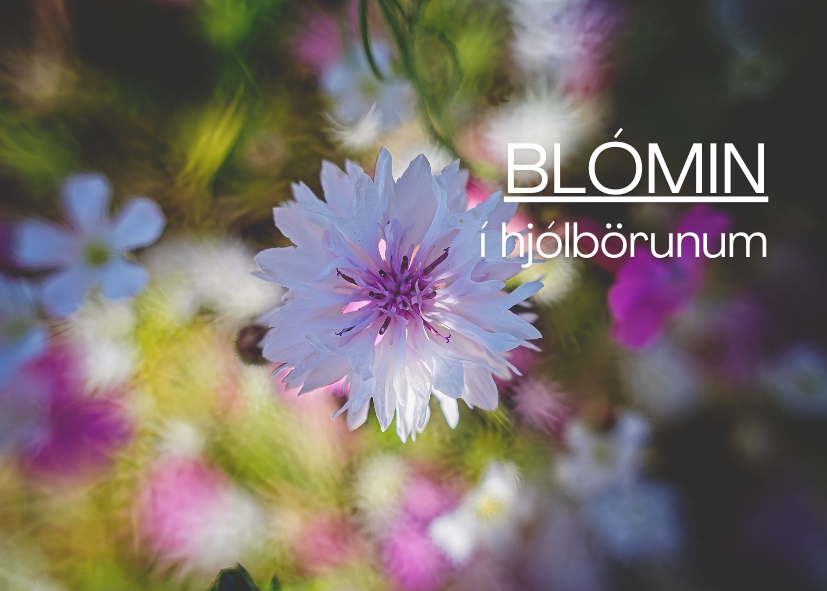 Featured Post Image - Blómin í hjólbörunum